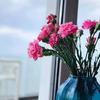 衡阳浪漫时光  |  鲜花 绿植