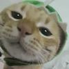 狸奴不出门