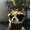 🐶