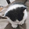 奶牛猫宝宝