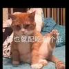 云顶小菜猫