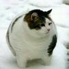 雪如君