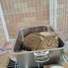 运动猿