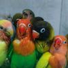 南阳鹦鹉爱好者
