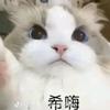 白小七