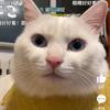 橘猫吖