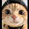 猫小鱼