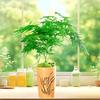种植庭院