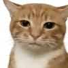 菜菜（猫meme版）