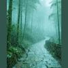 竹林听雨