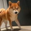 一只昊猫.