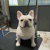 法国斗牛犬铲屎官～蒋祥