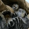 猫子的老父亲