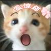 猫meme震惊猫