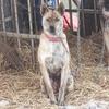 家有猛犬(JXTL111)