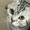 数码奶茶铺