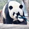 萌兰de🐤冰雨妹妹