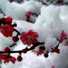 踏雪寻梅🎋