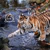 Siberian tiger.虎虎╶⃝⃤