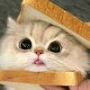 猫meme日常
