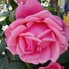 平安快乐@