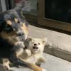 小宝猪