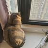 懒猫崽崽铺子