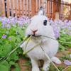 🐰圈小圈🐇