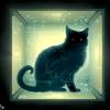 猫的好奇心科普