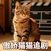 傲娇猫猫追剧