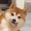 权力的狗头