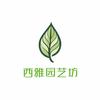 新疆网红绿植