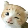 侠梦的猫meme