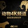 动物超清频道
