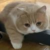 丶猫头