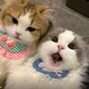 橙子家猫舍