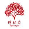 绣球花小合唱团