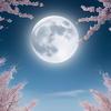 凌夜²³³³