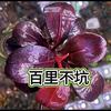 百里不坑