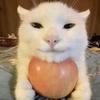 苹果小猫😽