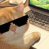 反派邪修坏猫猫