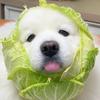 白菜小狗