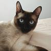 逻辑猫的日记本