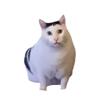 芝士小猫