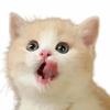 福福家的猫