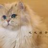 坡坡猫屋-popo🐈