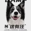 这有汪Doggie Camp