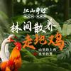 江山奇迹-霞姐