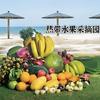 新民热带水果采摘园