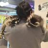 猫猫狗狗·萌宠馆·两馆一票